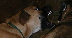 beagle attacs mastiff